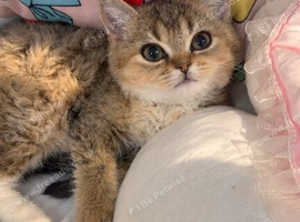 British shorthair Chinchilla kitten!
