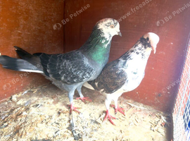 Iranian higher fly Pigeon for sale in Sheffield