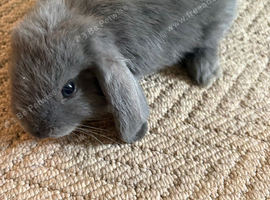 3 mini lop cross for sale READY NOW