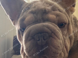 Big Rope Frenchie