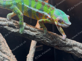 Blue bar panther chameleon