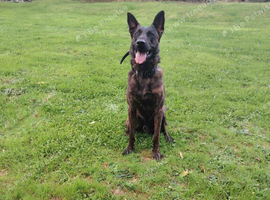 Belgian Malinois x Dutch herder puppies