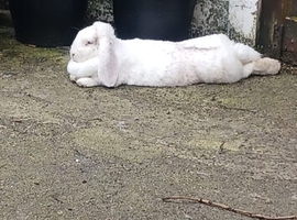 French lop female