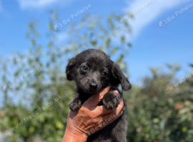 Chihuahua x mini dachshund