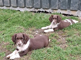 Stunning English Springer Spaniel Puppies