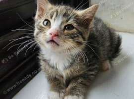 Mixed bengal kitten BOY for SALE!
