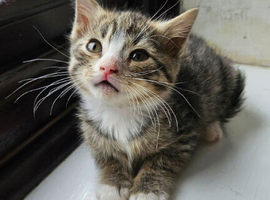 Mixed bengal kittens for sale.