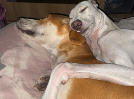 2 female girls greyhound x sulki