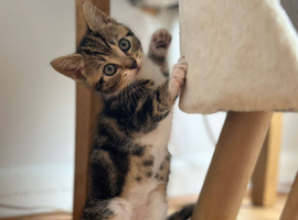Adorable BSH Kittens Need To Be Rehomed