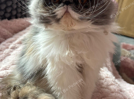 Female Persian Cat