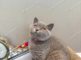2 LEFT Gorgeous BSH Kittens