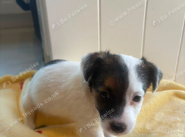 Jack Russel puppies looking for a loving home