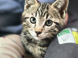 1 male bengal left