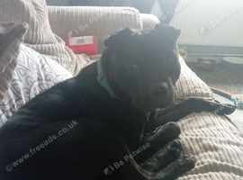 Dog to rehome
