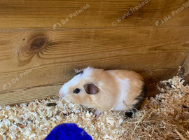 Baby Guinea pigs for sale