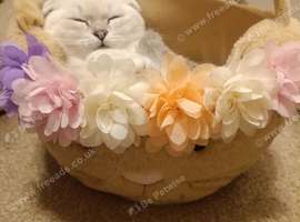 Lovely kittens