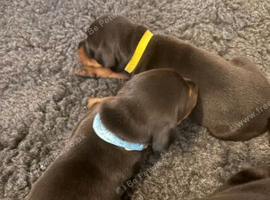 KC Registered European Dobermann Puppies | 91 Champions Behind the Parents