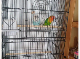 Lovebirds