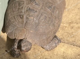 Spur thigh female tortoise