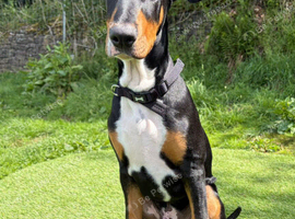 English bull terrier X Doberman