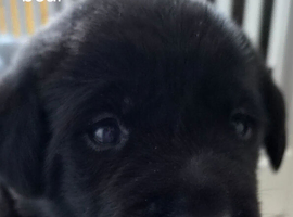 KC registered labrador Retrievers