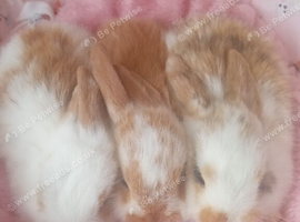 3 beautiful baby mini lops