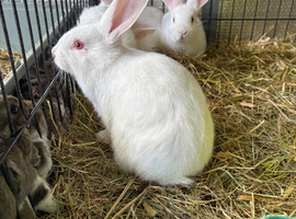 New Zealand babies (white& coloured) ready to leave 28th june