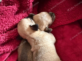 Chihuahua x min pin puppies craigavon area