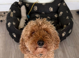 Rehoming required 7yr old poodle