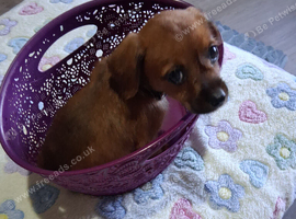 CHIHUAHUA/BORDER TERRIER MIX FEMALE