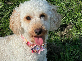 Miniature cockapoo