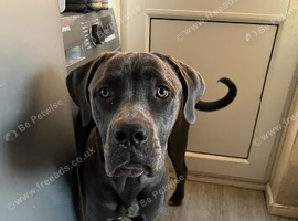 Cane corso puppies