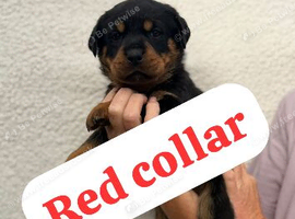 ONLY 2 female Rottweiler pups LEFT READY NOW