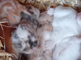 5 beautiful baby mini lops