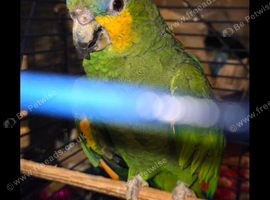Amazon 2yrs old male