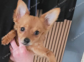 5 month old male chorkie