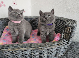 British Shorthair Kittens
