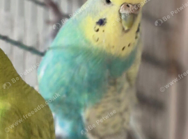Female budgie