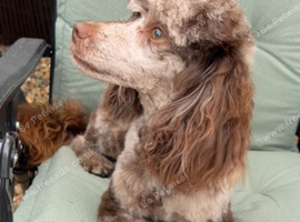 Chocolate Merle Toy Poodle For Stud SHORT NOTICE AVAILABLE in Leicestershire