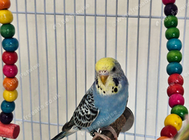 2 Male Budgies