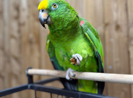 Yellow crowned Amazon Talking parrot