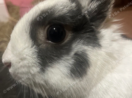 Healthy rabbit needs rehoming