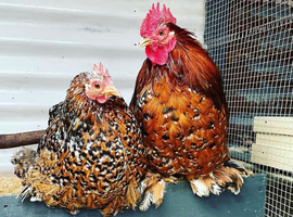 pekin&rsquo;s Bantams
