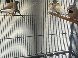 Bengalese finches
