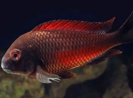 Tanganyika Chiclids For Sale