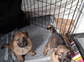 Full blooded German Shepherd puppies.