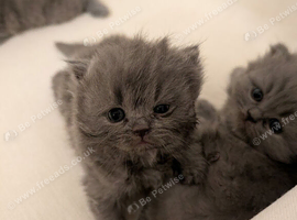 kittens for sale