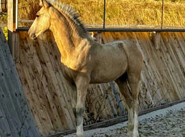 Stunning light buckskin filly foal