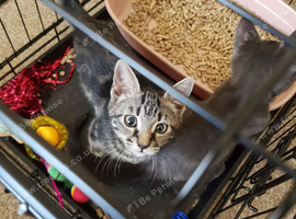 TABBY GIRL 9 WEEKS