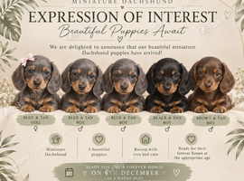 EXPRESSION OF INTEREST - MINIATURE DACHSHUND PUPPIES